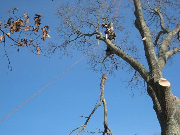 Cape Cod Tree Removal